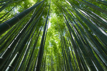 竹林（Bamboo grove, bamboo forest at Kamakura, Kanagawa, Japan）