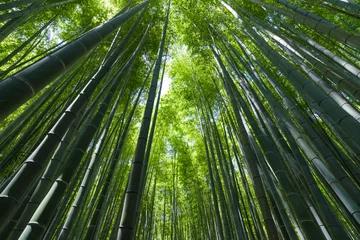 Photo sur Aluminium Bambou 竹林（Bamboo grove, bamboo forest at Kamakura, Kanagawa, Japan）