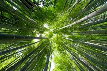 Crédence de cuisine en verre imprimé Bambou 竹林（Bamboo grove, bamboo forest at Kamakura, Kanagawa, Japan）