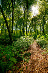 Waldweg im Sonnenschein
