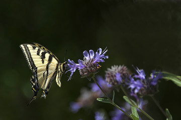 Yellow and Black Swallowtail Butterfly on Purple Clary Sage flower bush