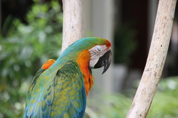 オウム