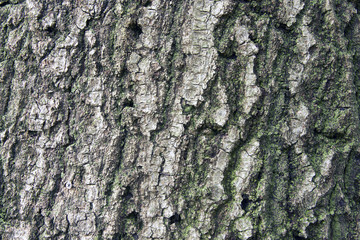Large Oak Tree with moss growing on the north side of it