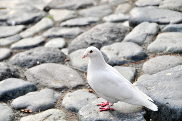 白い鳩