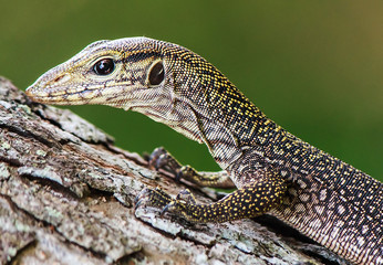 Young monitor lizard climbing a tree trunk