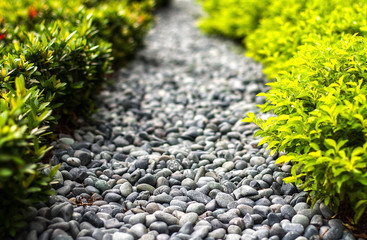 Rocky path through greenery