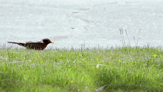 Robin gathers food from a green lawn then runs away
