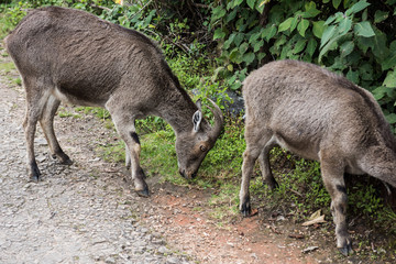Naklejka na ściany i meble Two Nilgiri Ibex in National Reserve