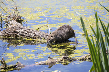 Coypu feeding on river plant stems