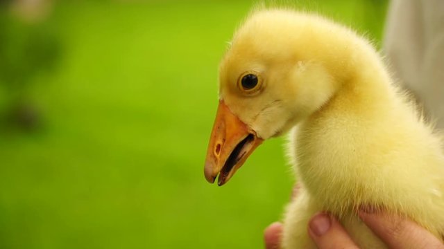 footage boy holding a small duckling in the hands close-up