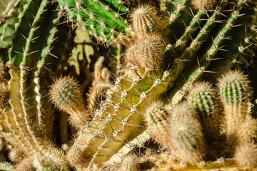 cactus