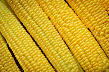 corn background