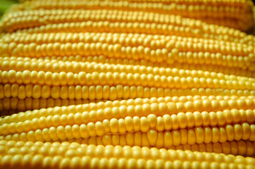 corn background