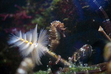 Sea horse anchored to the seabed with its tail