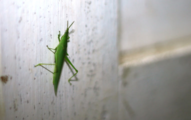 Grasshopper green on door