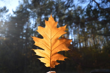 Fototapeta na wymiar One fallen maple leaf in the autumn forest