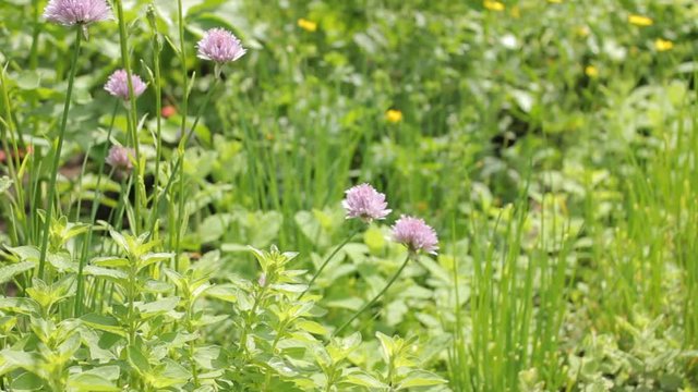 Garten Kr&auml;uter Bienen Natur Schnittlauch essbare Bl&uuml;ten