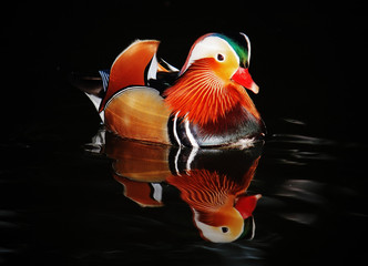 Mandarin duck swimming at night