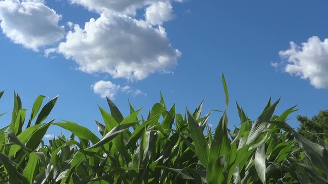 Beautiful corn plants in early summer with blue sky and clouds on a sunny day
