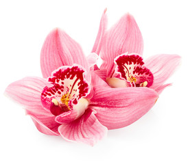 Fototapeta na wymiar Beautiful pink orchid flowers