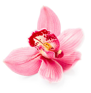 Fototapeta Orchid flower