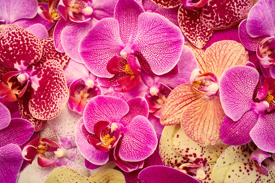 Fototapeta Orchid flowers