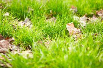 Grass and dry leaves