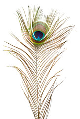 Peacock feather