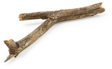 Tree branch