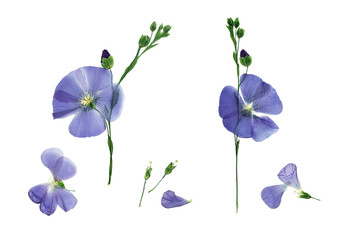 Pressed and dried delicate blue flower flax