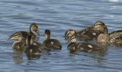 Duckling