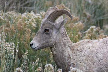 Bighorn Sheep (Ovis canadensis)