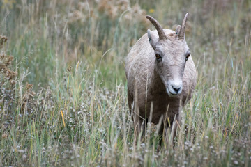 Naklejka na ściany i meble Bighorn Sheep (Ovis canadensis)