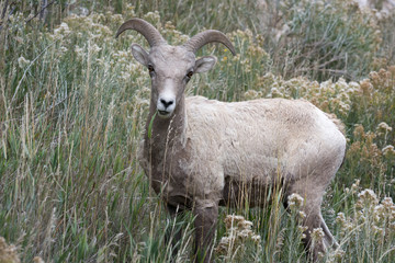 Obraz na płótnie Canvas Bighorn Sheep (Ovis canadensis)