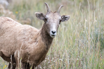Bighorn Sheep (Ovis canadensis)