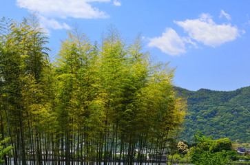 Bamboo grove at Japanese garden, Kyoto Japan.