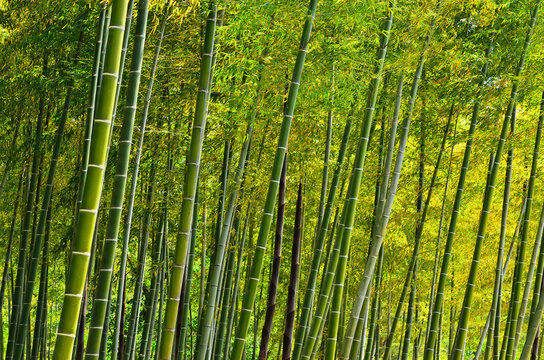 Bamboo grove at Japanese garden, Kyoto Japan.