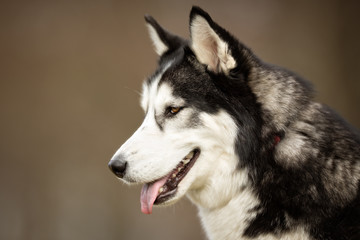 Siberian Husky dog outdoors in nature