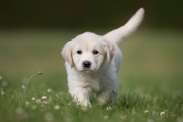 Young golden retriever puppy © Mikkel Bigandt