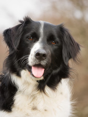 Border collie dog outdoors in nature