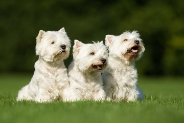West Highland White Terrier Dogs