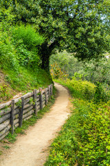 Obraz premium summer path