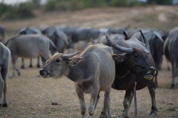 The water buffalo or domestic Asian water.
