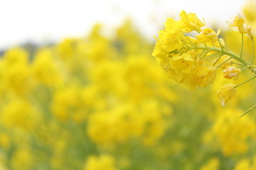 Obraz premium 菜の花畑