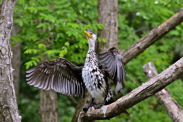 Cormorant, oiseau