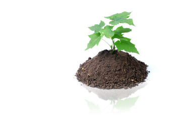 green sprout and ground