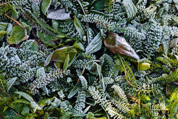 a variety of plants in the field