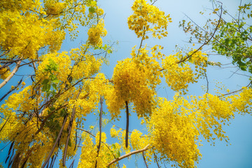 Golden shower flower uper view