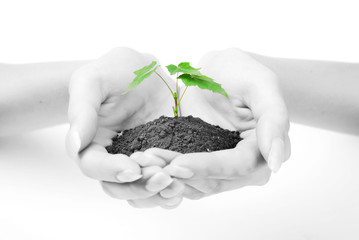 hands of woman and green sprout