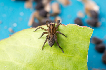 Spider sitting on a green leaf